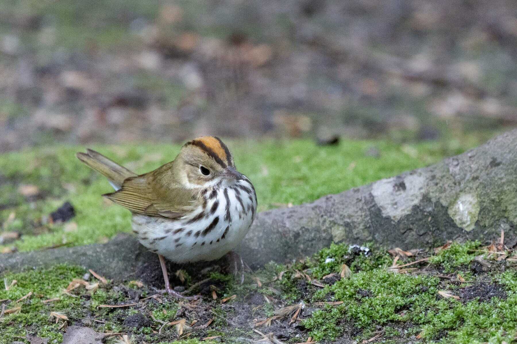 <p>Ovenbird</p>