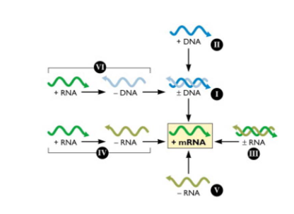 <p>- cellular genes are encoded in dsDNA from which mRNAs are produced to direct the synthesis of protein</p><p>- Francis Crick conceptualised this flow of information as the central dogma of molecular biology: DNA -> RNA -> protein</p><p>- All viruses must direct the synthesis of mRNA to produce proteins. No viral genome encodes a complete system for translating proteins</p><p>- therefore all viral protein synthesis is completely depednent upon the translational machinery of the cell</p><p>- Baltimore classification scheme is based on the central role of the translational machinery and importance of viral mRNAs in programming viral protein synthesis</p><p>- In this scheme, mRNA is in the centre, with pathwyays to mRNA from DNA or RNA genomes</p><p>- This arrangement highlights the obligatory relationship between the viral genome and its mRNA</p>