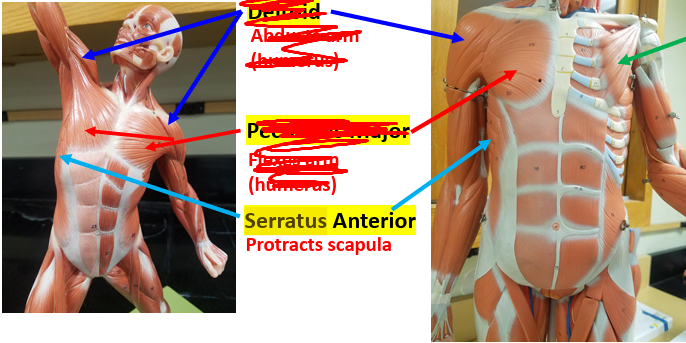 <p><strong>Action: </strong>Protracts scapula.</p><p><span style="color: rgb(248, 7, 7);"><strong>Antagonist: </strong></span><span style="color: rgb(248, 248, 248);">Rhomboids.</span></p>