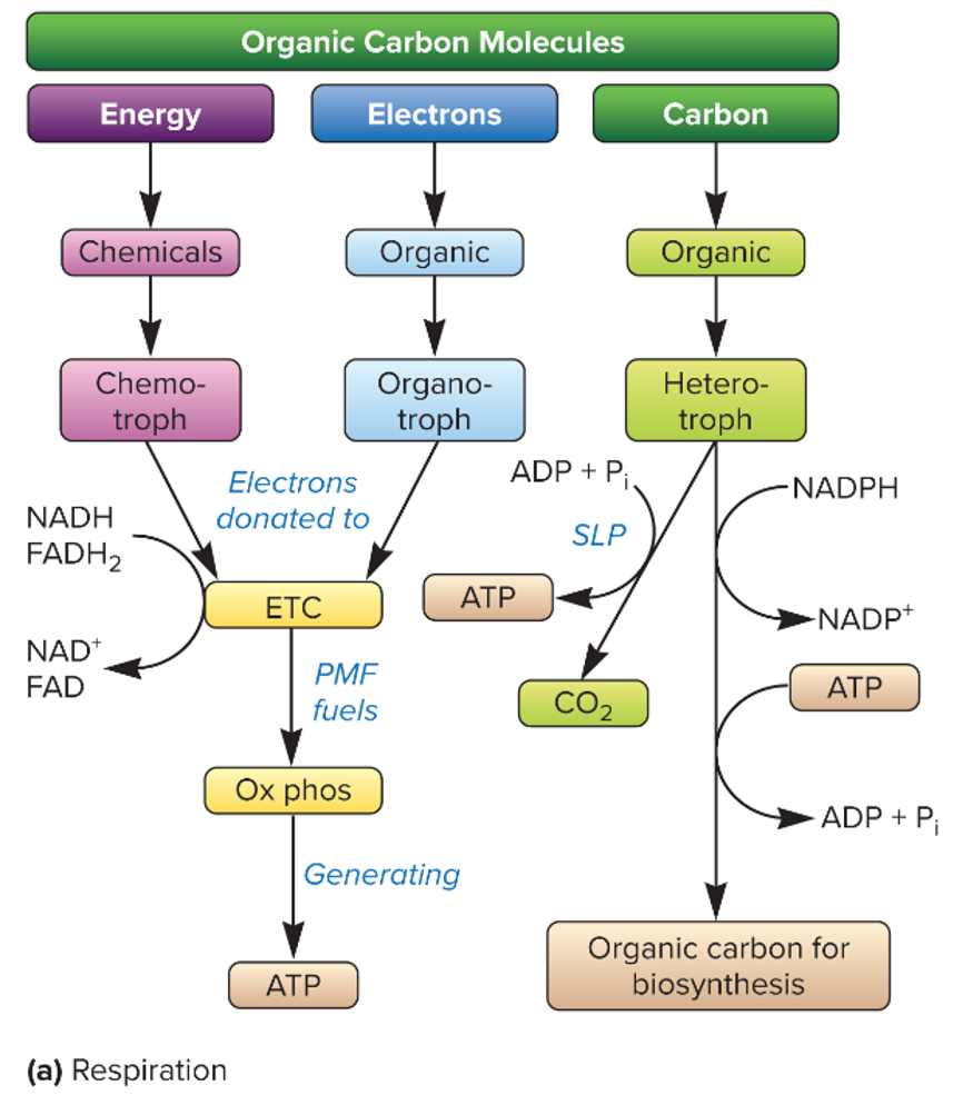 <p>etc to external e- acceptor; pmf fuels oxidative phosphorylation</p>