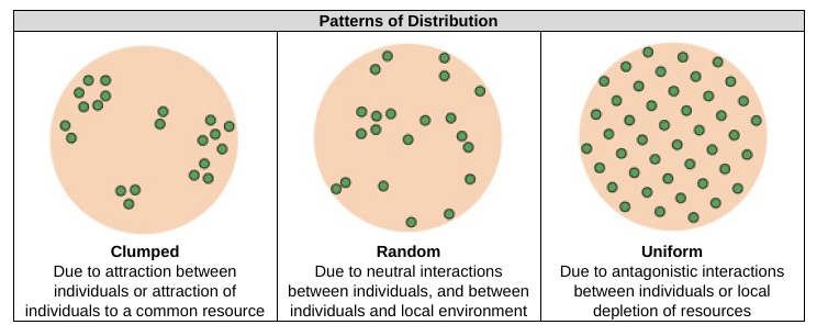 <p><strong>clumped - </strong><span style="background-color: transparent;">Due to attraction between individuals or attraction of individuals to a common resource</span><br><br><span style="background-color: transparent;"><strong>random</strong> - due to neutral interactions between individuals, and between individuals and local environment</span></p><p></p><p><span style="background-color: transparent;"><strong>uniform</strong> - due to antagonistic interactions between individuals or local depletion of resources</span></p>