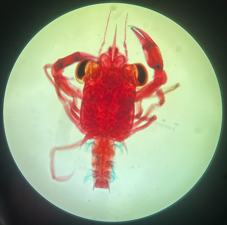 <p>crab megalops</p>