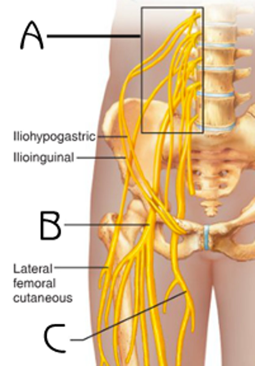 <p>what is the psoas muscle innervated by?</p>