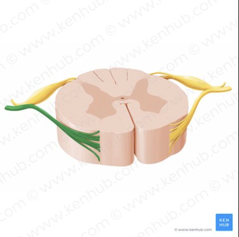 <p>Motor axons leaving spinal cord.</p>