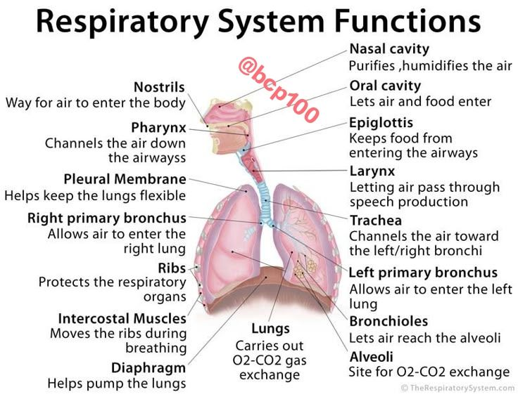 <p>moves <strong>air into</strong> the body and <strong>removes waste</strong> products</p><p>body cells <strong>require oxygen for respiration</strong></p><ul><li><p>respiratory network and gas exchange in blood: oxygen breathed → body cells</p></li><li><p>carbon dioxide exhaled → out</p></li></ul><p></p>