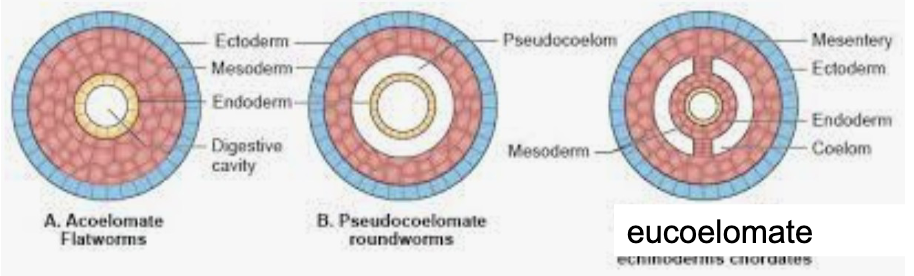 <p><strong>____</strong> = true coelom, a body cavity <strong>completely lined</strong> by <strong>mesoderm </strong></p>