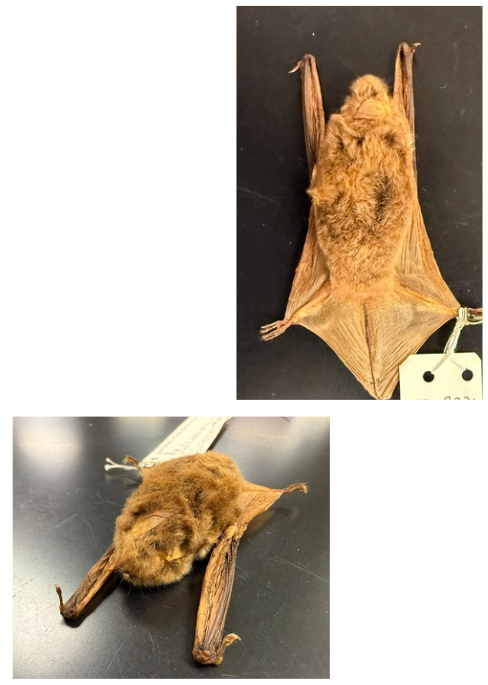 <p>What is the scientific name, common name, and the taxonomy of the species?</p>
