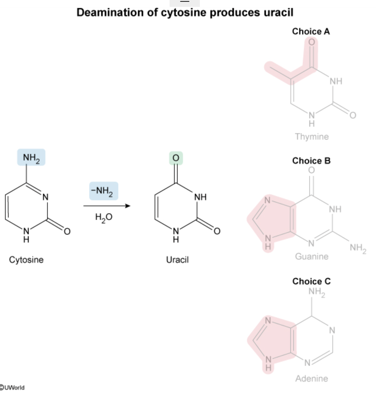 <p>Uracil (carbonyl) </p>