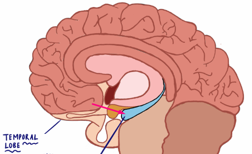 <p>Converts short term memory to long term</p>