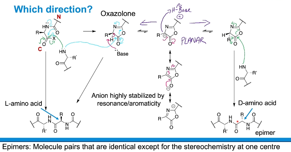 <p>The formation of axazolone causes an issue if base reacts with it instead of an amine. The proton can be removed from either face fo the ring, resulting tin the inversion of the stereocentre on the amino acid added. (D-amino acid) This potentially has big implications for 3D shape. </p><p>We call this epimerisation where epimer pairs are identical aside from inversion at one stereocentre</p>