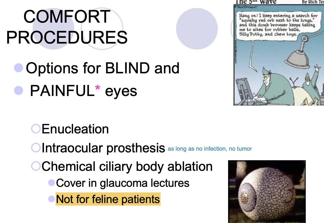 <p>feline patients.</p>