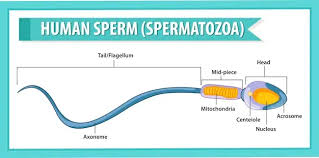 <p>Sperm Cell</p>