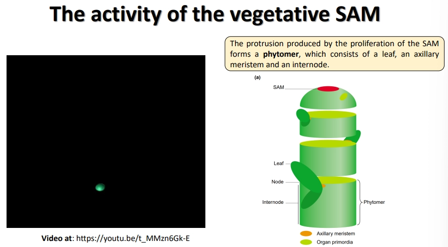 <ul><li><p>the shoot apical meristem is highly <strong>protected </strong>in <strong>layers </strong>of <strong>leaf primordia</strong></p></li><li><p>the inner meristem dome can be separated into <strong>three </strong>layers of meristem cells</p></li><li><p>the <strong>organising</strong> <strong>centre </strong>is a pool of up to 100 cells, which determines the speed of division + identitiy of neighbouring cells</p></li><li><p>the SAM differentiates the stem in regular units called <strong>phytomers</strong>, which each contain a primordial leaf at a node, an inactive axillary meristem and an internode region</p></li></ul><p></p>