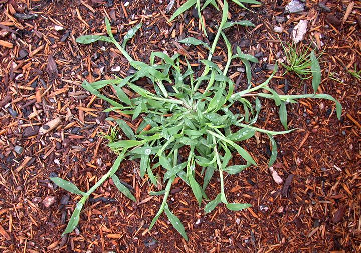 <p>a warm-season annual weed recognized by its <mark>low, spreading growth habit and coarse, light-green blades that branch out from a central crown like spider or crab legs</mark></p>