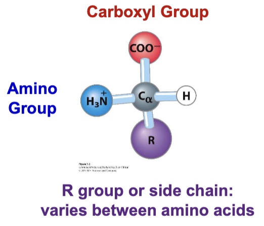 <p>alpha carbon - carboxyl and amino group bonded to same carbon</p>