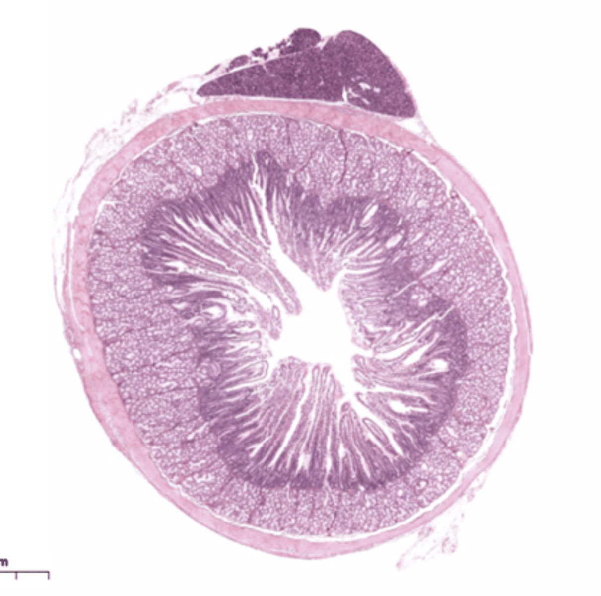 <p>Identify the organ</p>