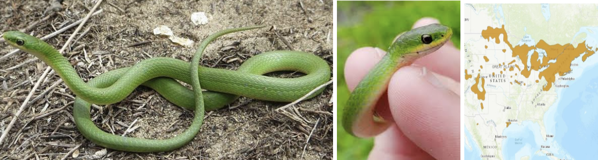 <ul><li><p><span style="background-color: transparent;"><strong>Habitat:</strong> </span><span>most common in moist grassy areas but can be found in open forest</span></p></li><li><p><span style="background-color: transparent;"><strong>Diet:</strong> </span><span>invertebrates (grasshoppers, crickets, caterpillars, snails, slugs, etc.) and occasionally amphibians</span></p></li><li><p><span style="background-color: transparent;"><strong>Characteristics:</strong> small, skinny, </span><span>uniform bright green with white-to-yellowish belly</span></p></li></ul><p></p>