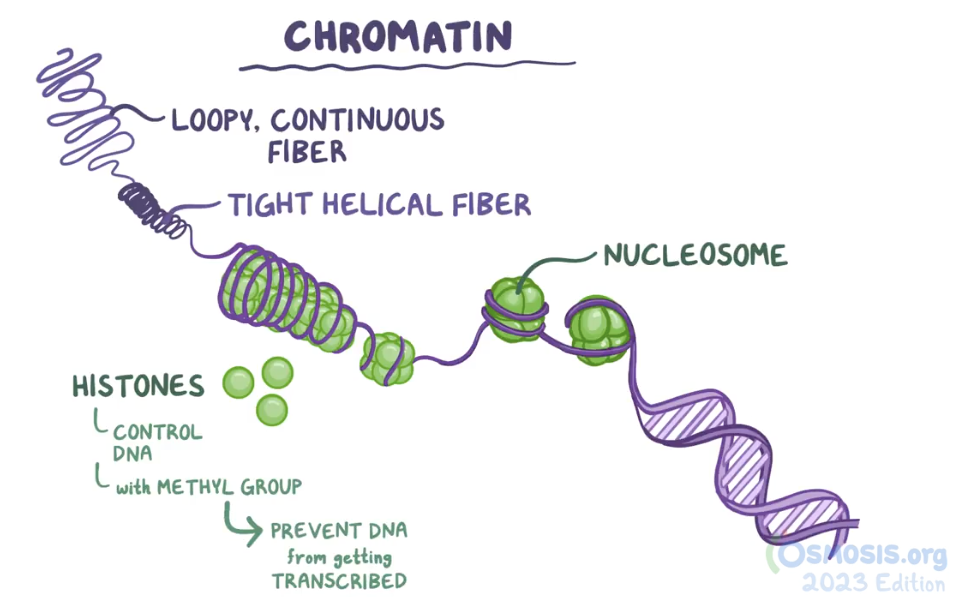 <p>DNA wrapped around histone proteins.</p>
