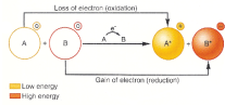 <ul><li><p>reduction-oxidation reactions</p></li><li><p>oxidation: losing electrons</p></li><li><p>reduction: gaining electrons</p></li><li><p>electrons are reactants</p></li><li><p>transfer of electrons</p></li><li><p>total electrons lost by one substance = total electrons gained by other substance </p></li><li><p>OIL RIG</p></li></ul><p></p>