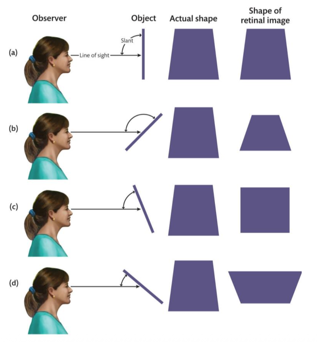 <p><u>Perceptual Committee Goals: Constancy</u></p><p><span style="color: rgb(185, 254, 125);">Size Constancy: __ remains stable, even as distance (retinal image size) varies.</span></p><p class="p1"><span style="color: rgb(185, 254, 125);">• Perceived size &amp; perceived distance related.</span></p><p class="p1"><span style="color: rgb(251, 163, 45);">Shape Constancy: __ remains stable, even retinal image shape varies.</span></p><p class="p2"><span style="color: rgb(251, 163, 45);">• Shape-Slant Invariance: Shape perception adjusts based on __ cues.</span></p><p class="p1">• T/F: Without these constancies, objects would seem to change size and shape as they move.</p>