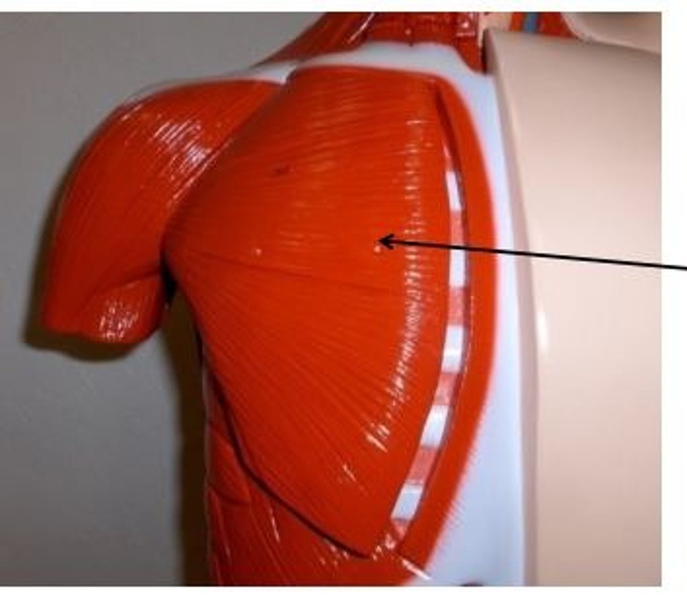 <p>flexes, medially rotates & adducts arm</p>