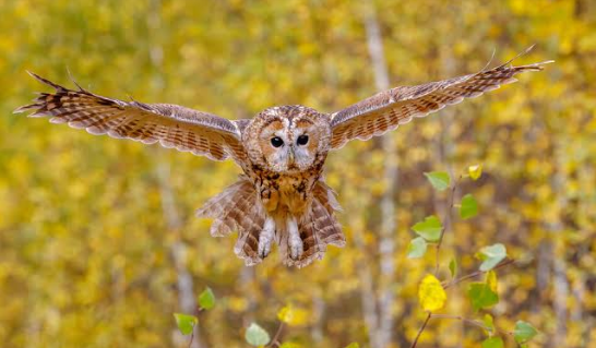 <p>Spanish: Un búho leonado revoloteaba<br><br><strong>meaning:<br>color: </strong>is a specific color description. It means a warm, sandy, brownish-orange color—exactly like the feathers of the owl pictured below.<br></p><p><strong>bird:</strong><span> is a nocturnal bird of prey characterized by a flat face, large, forward-facing eyes, a hooked beak, and sharp talons</span>. Symbolically, it spans from <mark>a representation of wisdom and intuition to an omen of death or darkness</mark>, depending on the culture</p><p></p><p><strong>Action:</strong> primarily means <mark>to make a series of quick, light, and irregular movements</mark>. It is commonly used to describe the rapid flapping of a bird's wings, a flag waving in the breeze, or a heart beating faster due to excitement or nervousness.</p>