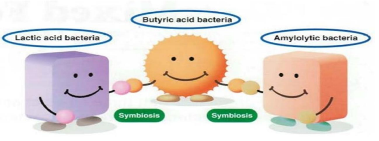 <p>• “Live microorganisms which when administered in adequate amounts confer a health benefit to the host”</p><p>• E.g. Lactobacillus, Bifidobacteria, Enterococci, Streptococcus.</p><p></p>