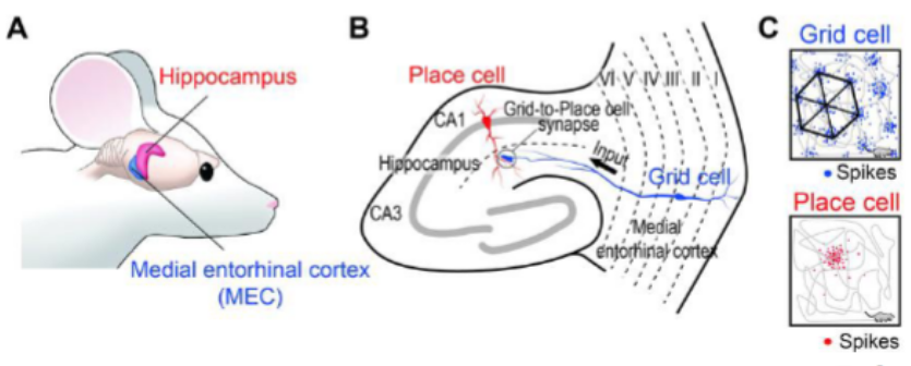 <ul><li><p>Place cells and head direction cells are found in the hippocampus and are closely related structures</p></li><li><p>Grid cells are found in the entorhinal cortex, a major afferent route into the hippocampus</p></li></ul><p></p>