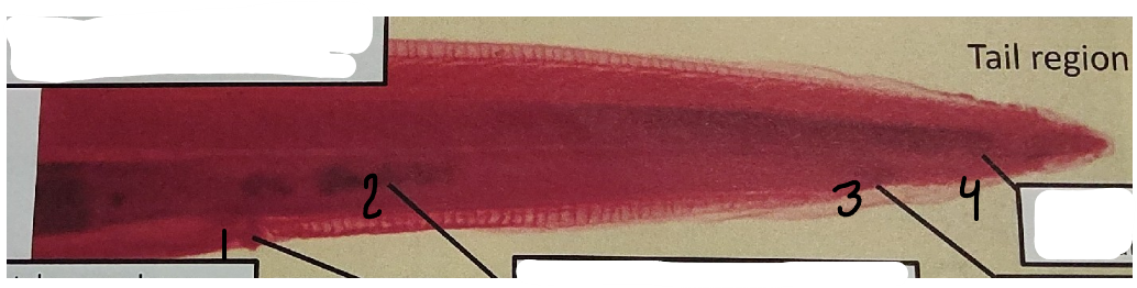 <p>point 2 on this lancelet</p>