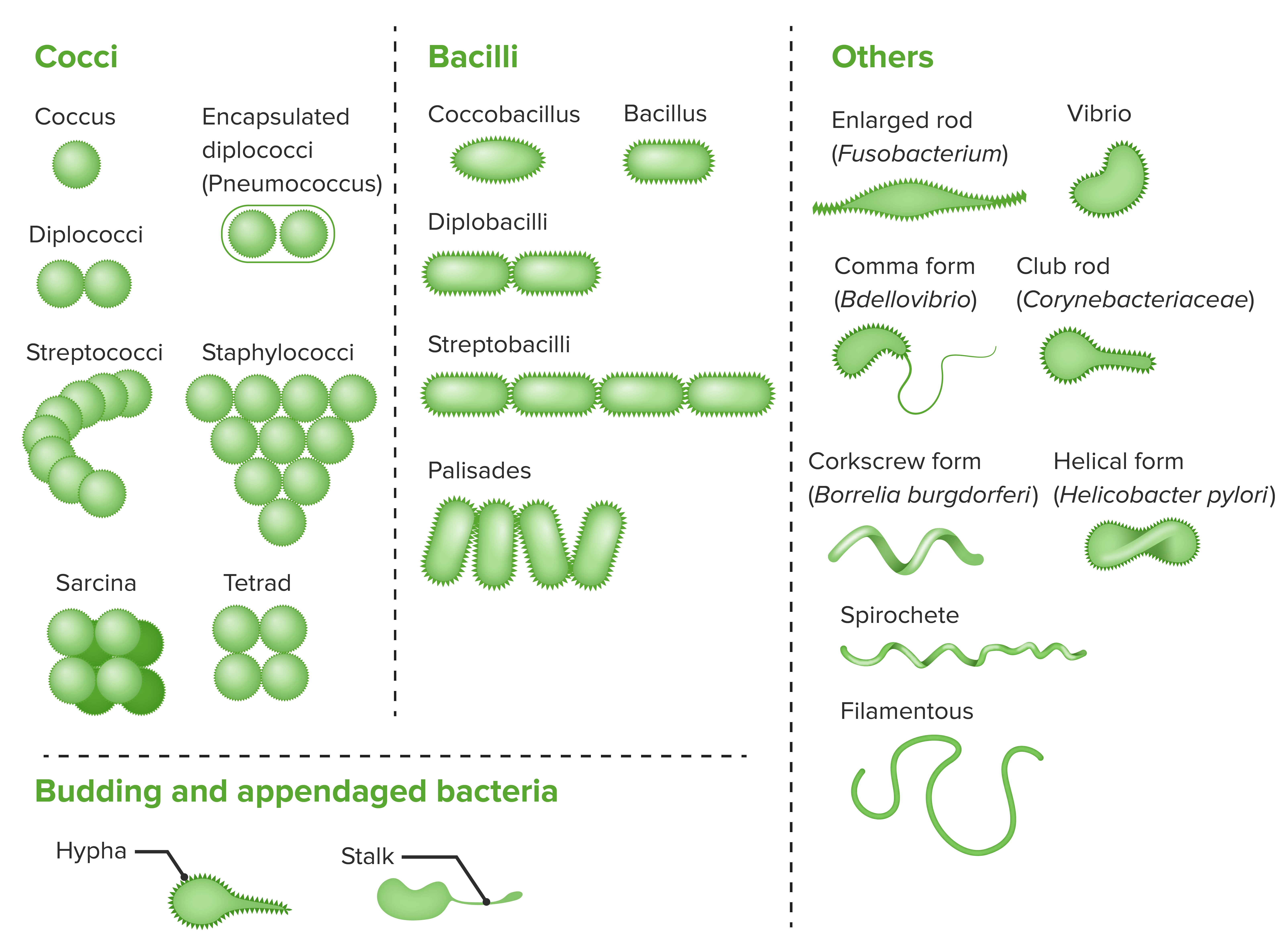 spirilla