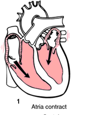 <ul><li><p>Movement of Blood: into the ventricles</p></li><li><p>Ventricles are relaxed, Atria are contracted </p></li><li><p>AVs are open, SLs are closed</p></li></ul><p></p>