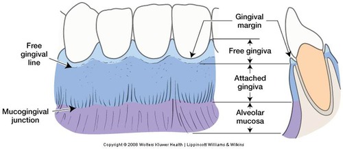<p>Gingival margin </p><p>Alveolar mucosa: dark, red smooth shiny </p>