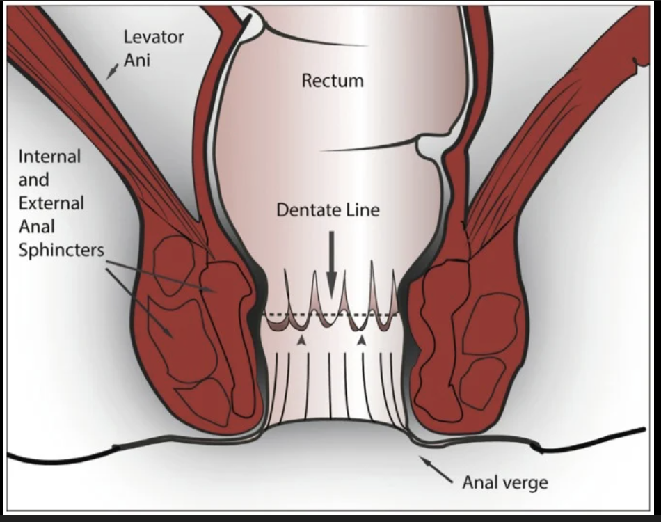 <p>The internal gut tube needs to meet the external ectoderm. They do so at the pectinate line, a point where the ectoderm invaginates to meet the endoderm.</p>