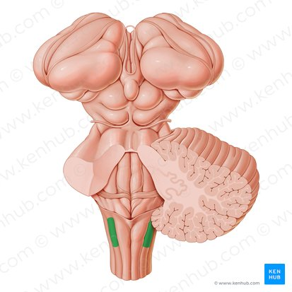 <p>lateral to nucleus gracilis</p>