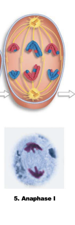 <p>homologous chromosomes separates </p>