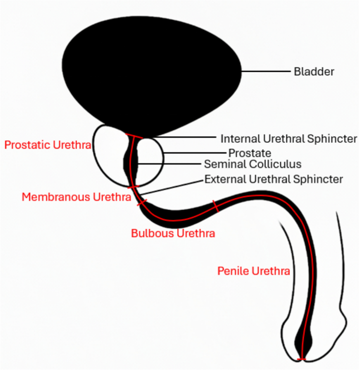 <p>muscular tube that carries urine from bladder to the exterior</p>