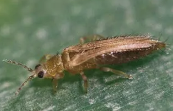 <p>what insect is this?</p>