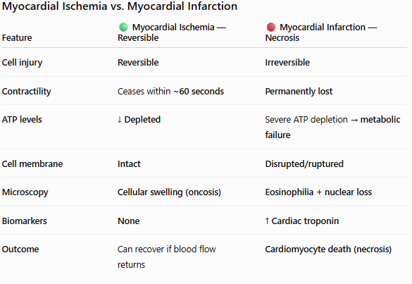 <ul><li><p>Ischemia is a reduced blood and oxygen supply to tissue, while infarction is the actual death (necrosis) of tissue caused by a complete or severe lack of blood flow. </p></li><li><p>Ischemia can be reversible if blood flow returns, but infarction causes permanent tissue damage</p></li></ul><p></p>