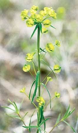 <p>Identify the weed</p>