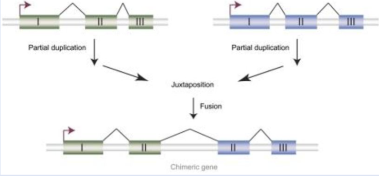 <p>Fusion or rearrangement of <strong>existing genes</strong> through genomic <strong>deletions</strong> or new <strong>splicing signals</strong></p>