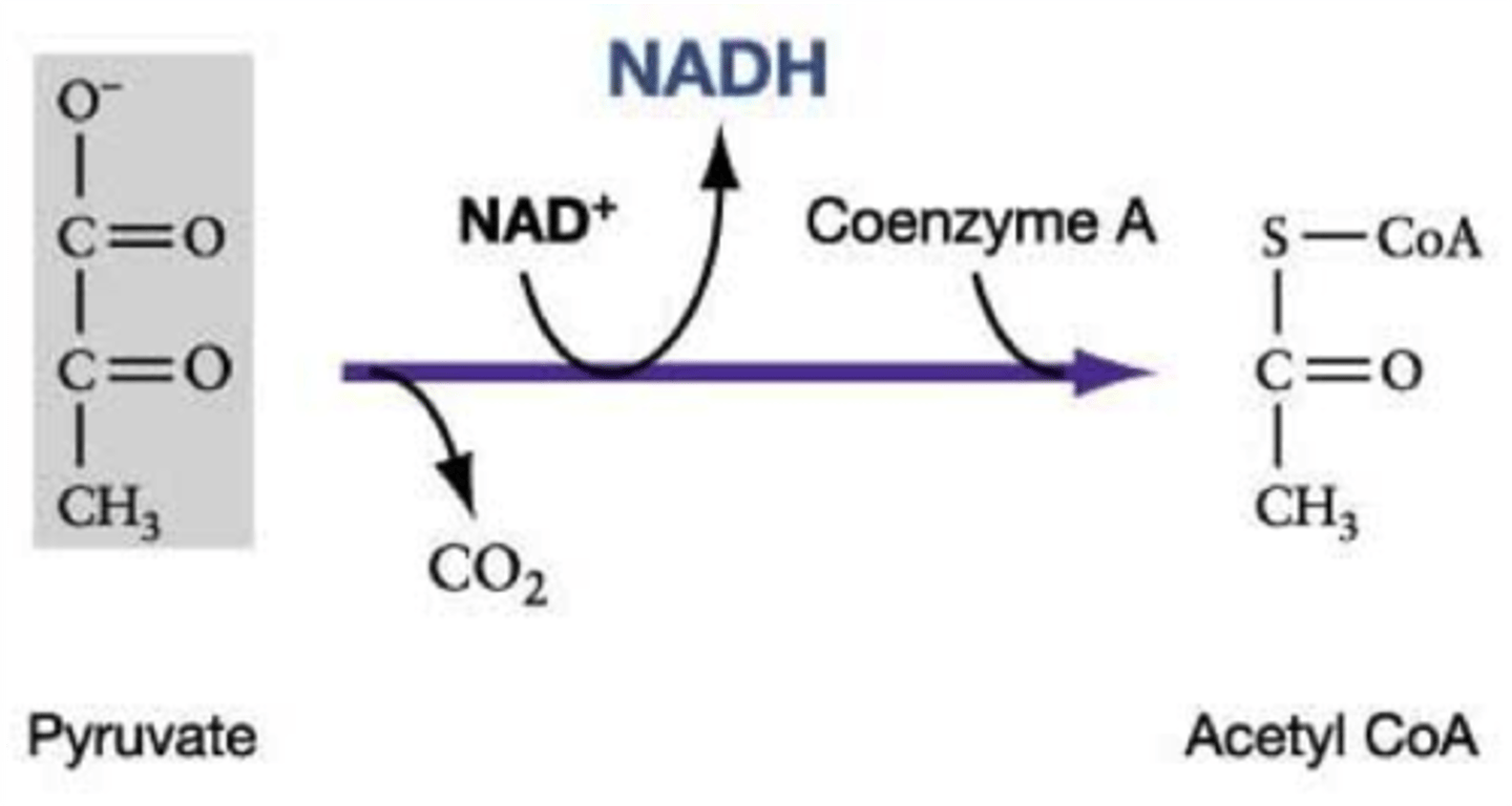 <p>carbon dioxide</p>