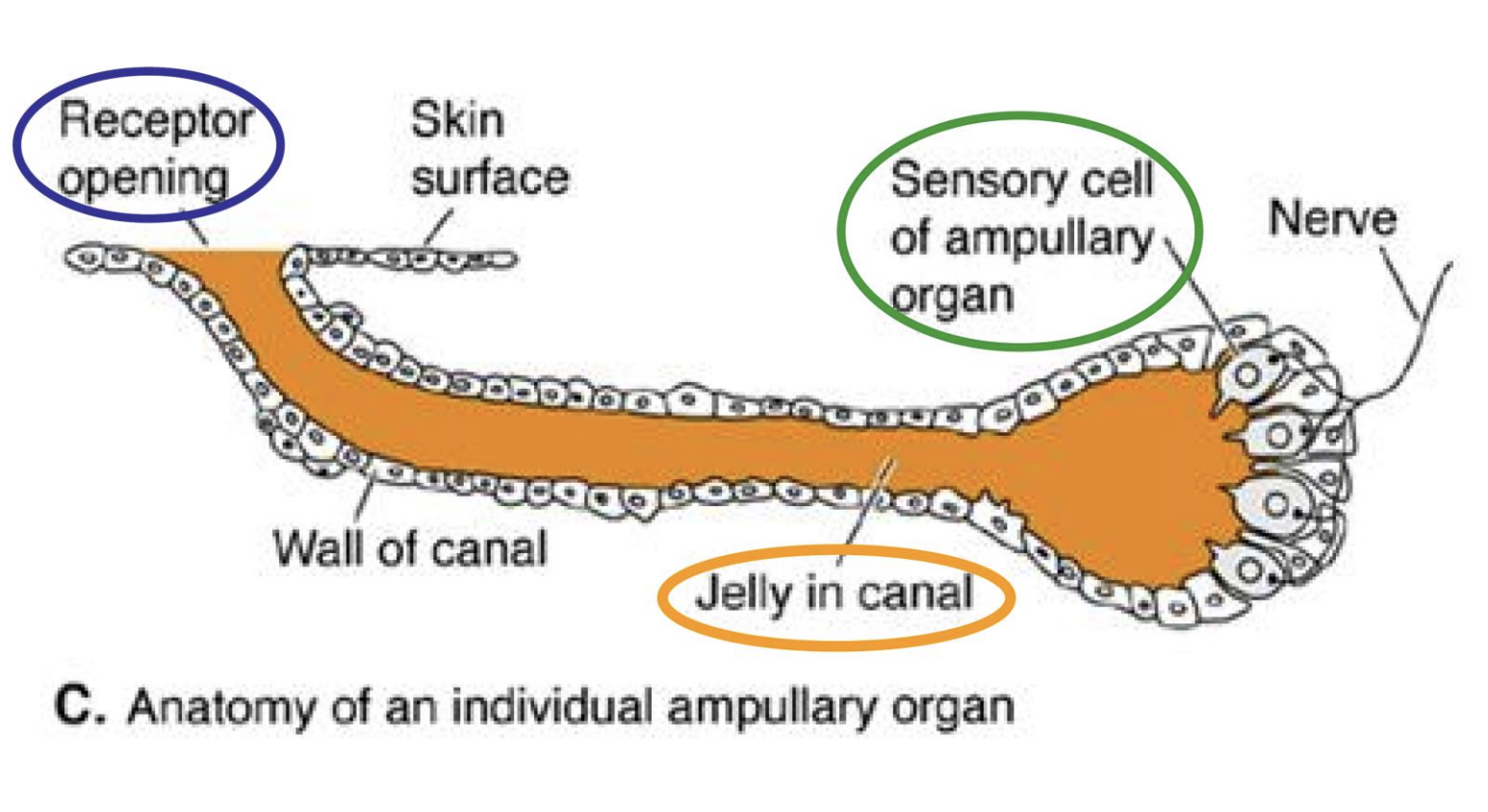 <p>Recepter opening</p><p>Jelly in canal</p><p>Sensory cell of ampullary organ</p><p>Nerve</p>