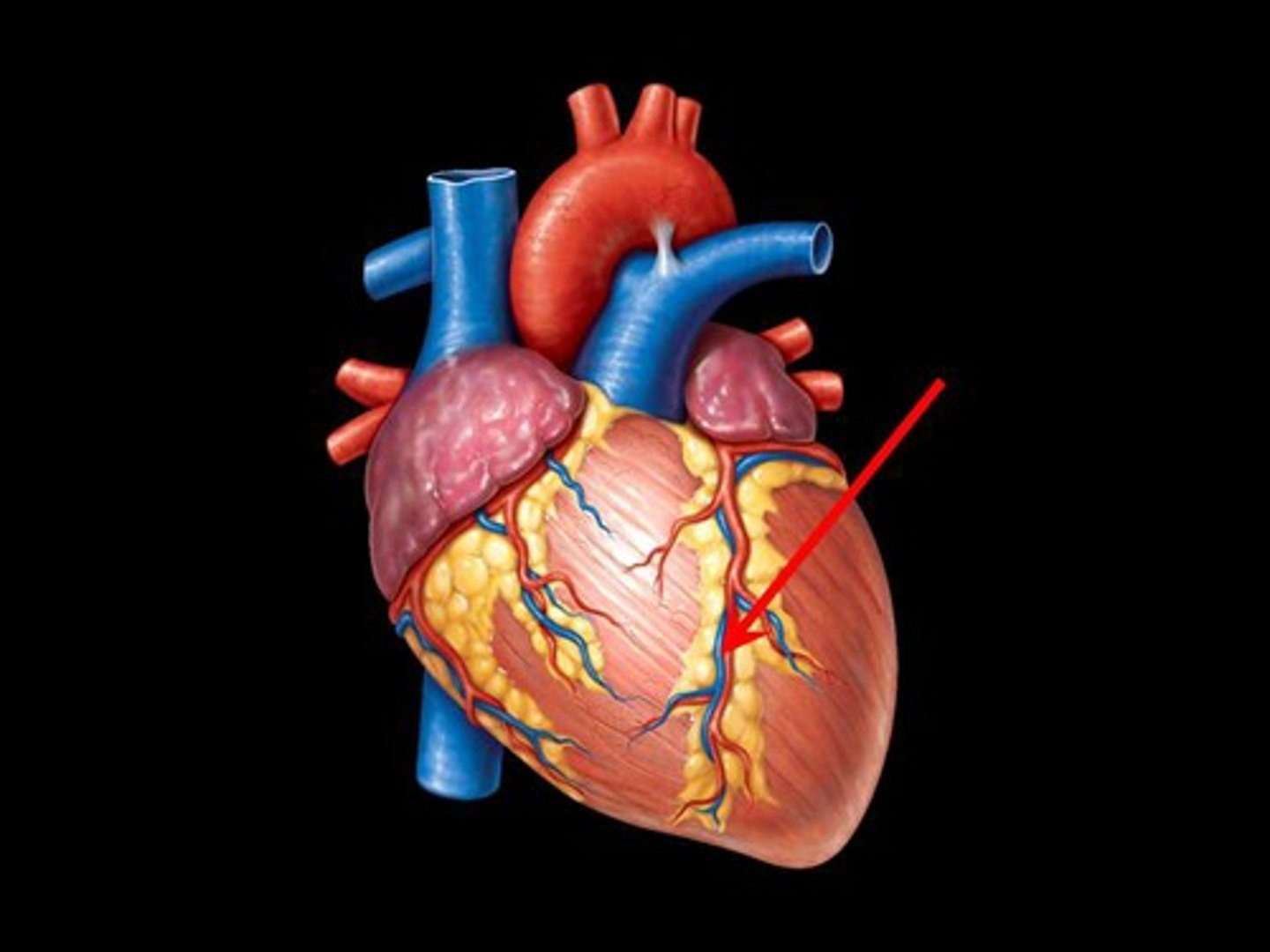 <p>great cardiac vein</p>