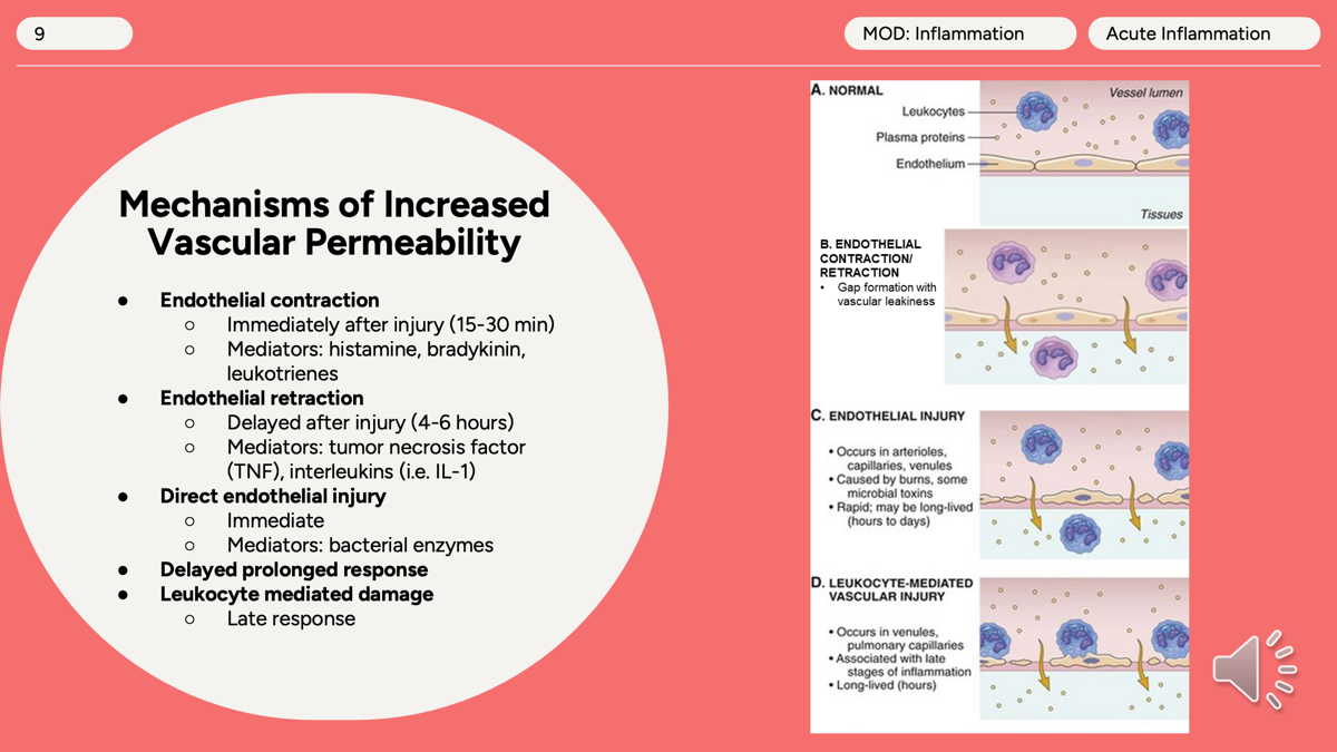 <p>endothelial contraction</p><p>endothelial retraction </p><p>direct endothelial injury </p><p>delayed prolonged response</p><p>leukocyte mediated damage </p><p></p>