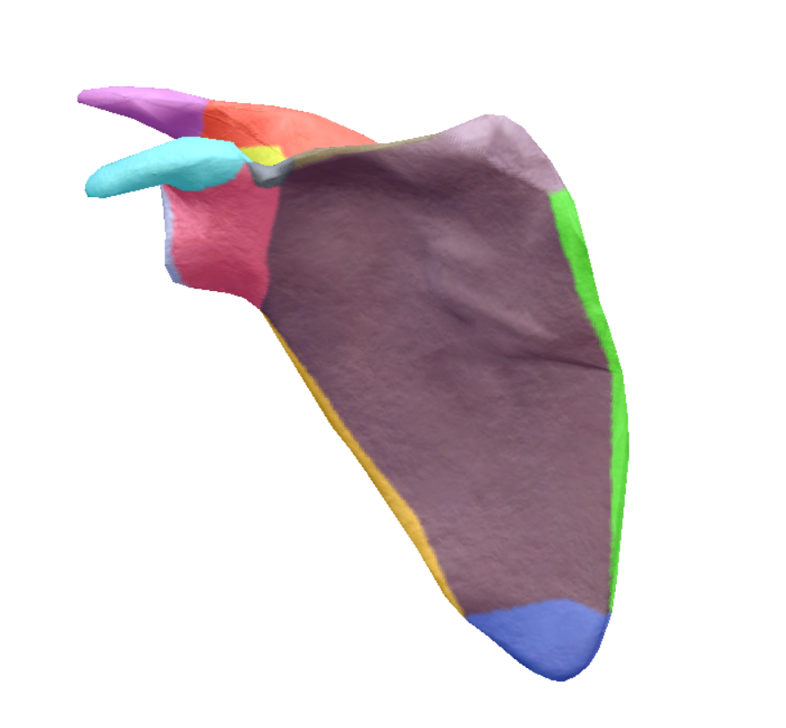 <p>on anterior side, purple, big area</p>