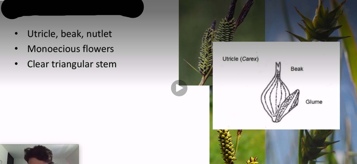 <p>only stigmas or stamens hanging out of a single flower</p>