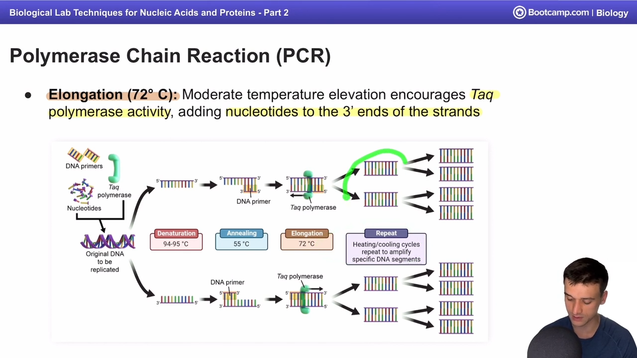 <p>the sequences are cooled form 55 degrees celcius to about 72 degrees celcius, allowing taq polymerase to add nucleotides to the 3’ ends of the strands </p>