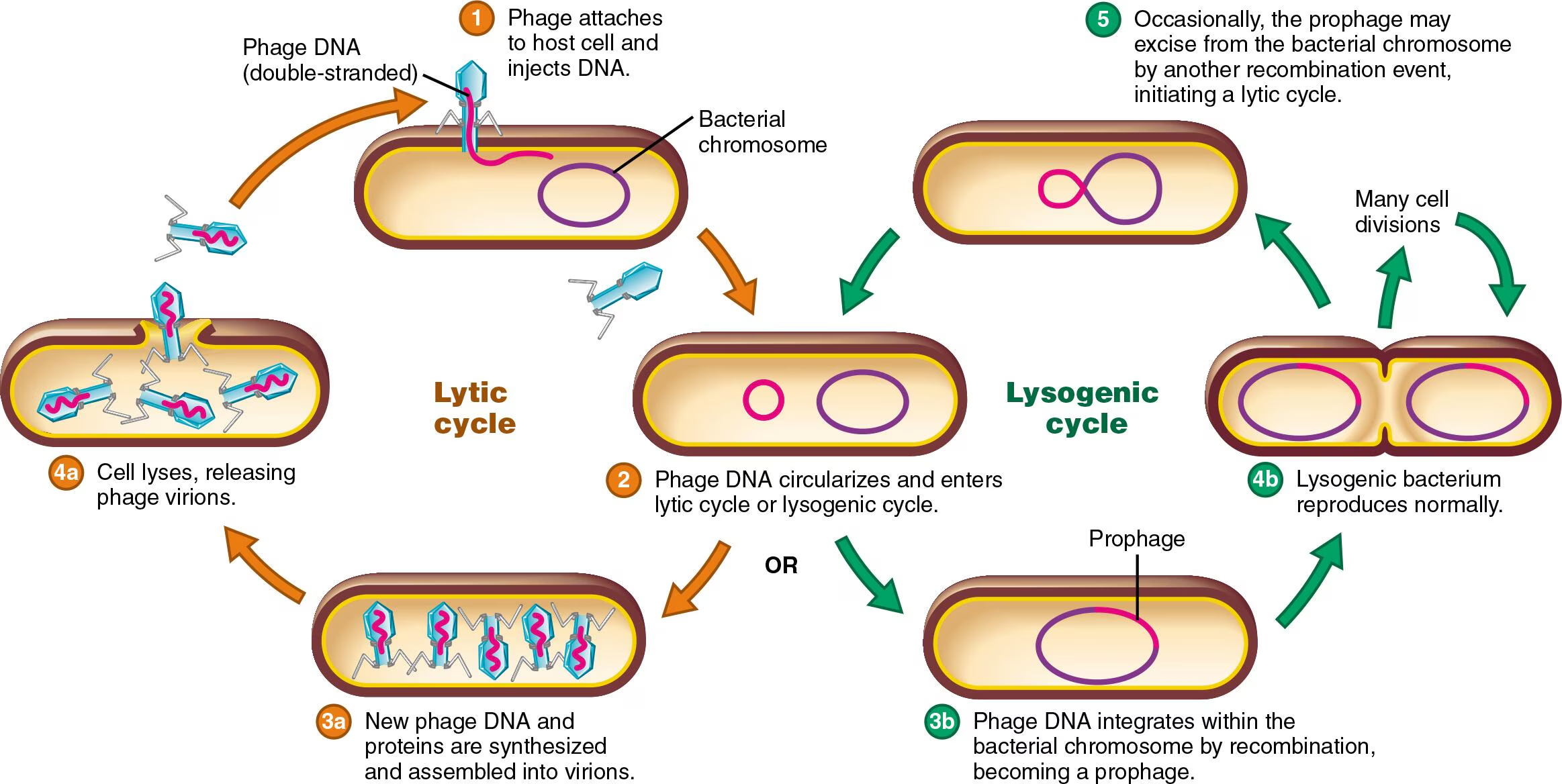 <p><span style="color: yellow;">Lysogenic Cycle</span></p><ul><li><p>Does not immediately kill the host cell. Instead, it is the incorporation of viral DNA into host DNA, which remains dormant — sometimes for many generations</p></li></ul><p>—</p><p><span style="color: yellow;">5 Stages</span></p><ul><li><p><u>Attachment &amp; Penetration</u></p><ul><li><p>Same as the lytic cycle: Phage attaches to the host cell and injects its DNA</p></li></ul></li><li><p><u>Integration</u></p><ul><li><p>Instead of taking over and destroying the host, the phage DNA integrates directly into the host’s chromosome, now called a <strong>prophage</strong></p><ul><li><p>Repressor proteins encoded by the phage silence all other phage genes, keeping them latent and inactive</p></li><li><p>The host cell has no idea that the extra DNA is there</p></li></ul></li></ul></li><li><p><u>Replication</u></p><ul><li><p>Every time the host cell divides, it copies the prophage as well → all daughter cells carry the prophage (lysogenic cells)</p></li></ul></li><li><p><u>Excision (Trigger required)</u></p><ul><li><p>A spontaneous event.</p></li><li><p>UV light, or certain chemicals, can cause the prophage to pop out of the host chromosome → this initiates the <strong>lytic cycle</strong></p></li></ul></li></ul><p></p>