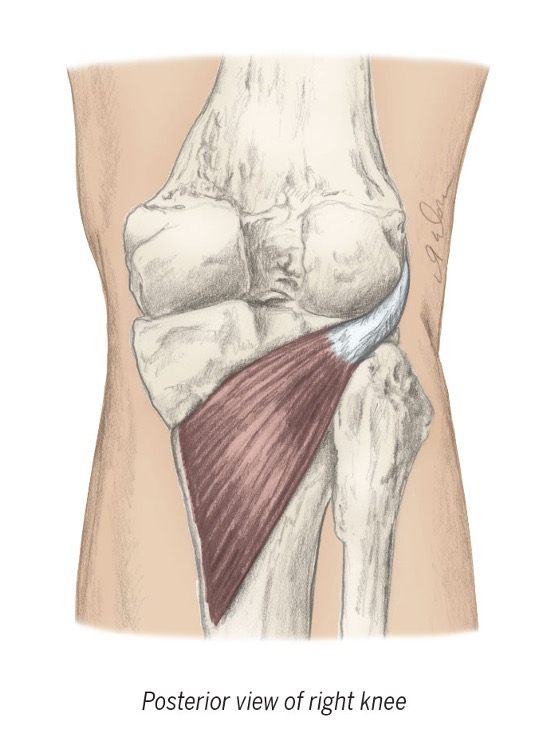 <ul><li><p><span>Medially rotates tibia</span></p></li><li><p><span>Unlocks knee prior to flexion</span></p></li></ul><p><span>(“The key that unlocks the knee”) </span></p>