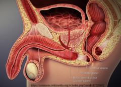 <p>seminal vesicles; prostate gland; bulbourethral glands</p>